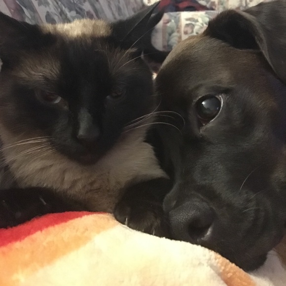 Meet your Posher, Alyssa - Picture 1 of 1